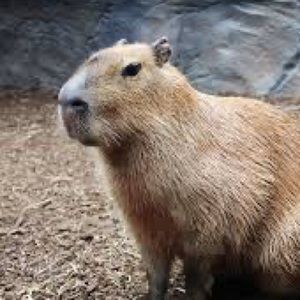 Meet your Posher, Mina